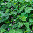 Purple Queen Improved Bush Bean Seed