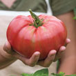 Gardeners Choice Hybrid Tomato