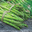 AsparaBest<sup>®</sup> Asparagus Plant