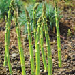 AsparaBest<sup>™</sup> Asparagus Plant