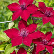 Nubia<sup>™</sup> Clematis
