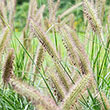Fox Trot Fountain Grass