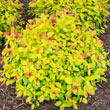 Magic Carpet Spirea