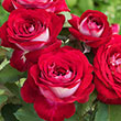 Love At First Sight™ Hybrid Tea Rose