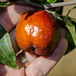 Shanxi Li Jujube Tree