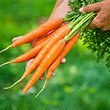 Napoli Hybrid Carrot Seed