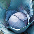Omero Hybrid Cabbage Seed