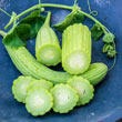 Armenian Cucumber Seed