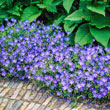 Johnson's Blue Geranium Plant