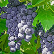 Everest Seedless™ Grape Vine
