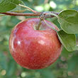 McIntosh Double Red Apple Tree