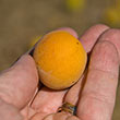 Shiro-Kaga Apricot Tree