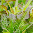 Bronze Beauty Leaf Lettuce