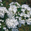 Pristine Mountain Laurel