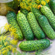 Gherking Pickler Hybrid Cucumber Seed