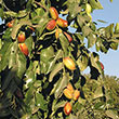 Super Sweet<sup>®</sup> Jujube Tree