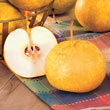 Drippin' Honey™ Asian Pear Tree - Semi-Dwarf 2-4' tree