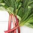 Hardy Tarty<sup>™</sup> Rhubarb Plant