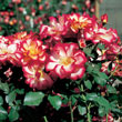 Betty Boop™ Floribunda Rose