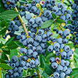 Blueberry Echo Plant