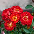 Hot & Sassy™ Miniature Rose