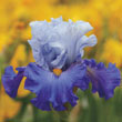 Cubs Win It Bearded Iris