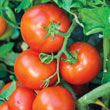 Defiant Hybrid Tomato