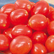 Gurney's<sup>®</sup> Baby Girls Hybrid Tomato
