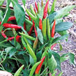 Thai Super Chili Hybrid Hot Pepper