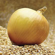 Copra Hybrid Onion