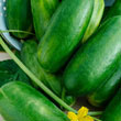 Iznik Hybrid Slicing Cucumber