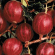 Hinnomaki Red Gooseberry Plant