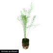 Grande Hybrid Asparagus Plant