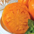 Gurney's<sup>®</sup> Orange Whopper Hybrid Tomato
