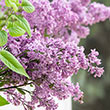 Trees and Shrubs from Gurney's- Lilacs, Maples and More