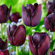 Queen of Night Late-Flowering Tulip