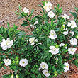 Double Mint Gardenia Plant