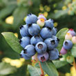 Perpetua™ Blueberry Plant