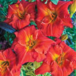 Desert Flame Reblooming Daylily