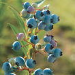 Healthy Rubel Blueberry
