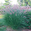 Rose Fountain Grass Plant