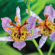 Autumn Glow Toad Lily