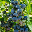 Earliblue Blueberry