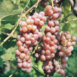 Red Canadice Seedless Grape Vine