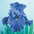 Jazz Me Blue German Iris