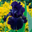 Ozark Rebounder Reblooming German Iris