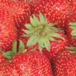 Jewel Junebearing Strawberry Plant