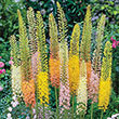Foxtail Lily Mix
