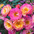 Rainbow Happy Trails™ Groundcover Rose Plant