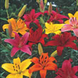Bright and Bold Asiatic Lily Mix